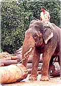 elephant_working
